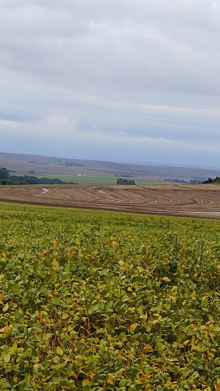 Na zona rural, plantações de soja também foram atingidas pela chuva e preocupa agricultores (Fotos enviadas pelo agricultor Agnaldo Campagnolli)