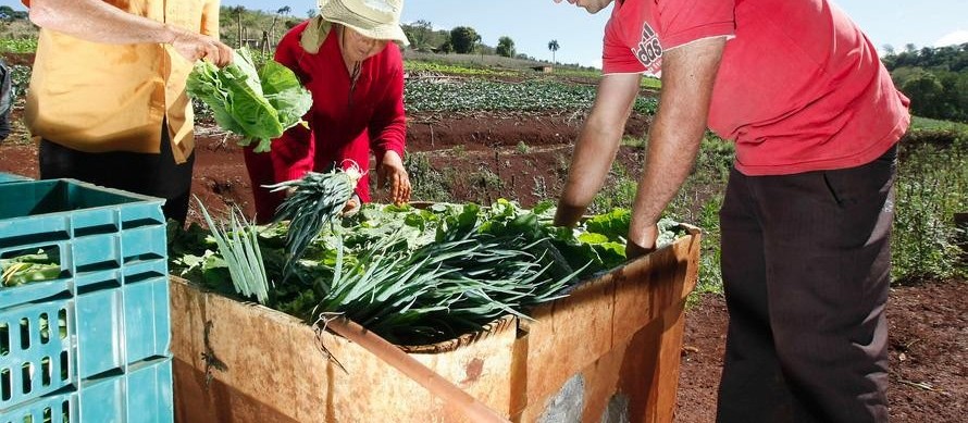 Agricultura familiar enfrenta dificuldades para renovar produtores