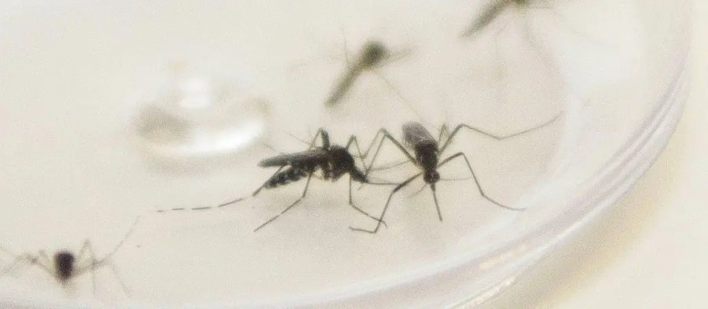 Maringá confirma a sétima morte por dengue; veja o perfil da vítima