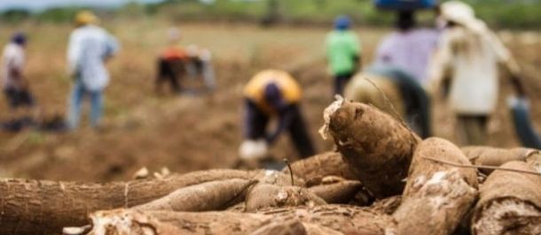 3ª Feira Internacional da Mandioca é realizada em Paranavaí