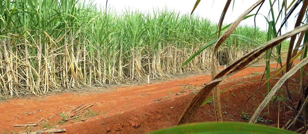 Prioridade do setor de bioenergia é suprir demanda de etanol anidro