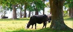 Manejo racional é tema de palestra 