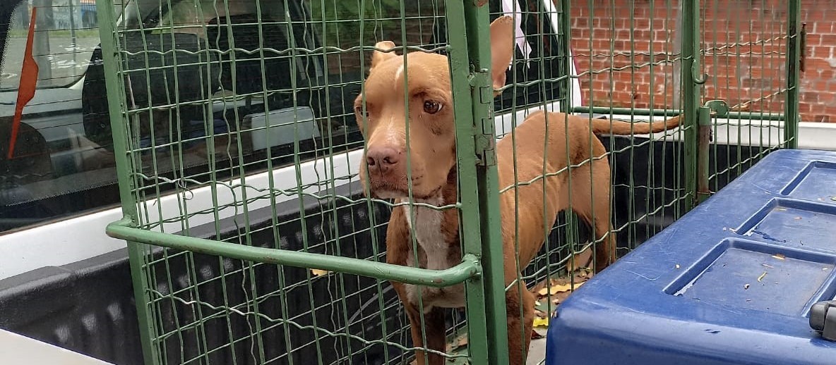 Com fome, cão mata outro para se alimentar em Maringá; tutor é preso em flagrante