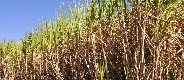 Cana-de-açúcar é primordial na geração de riquezas