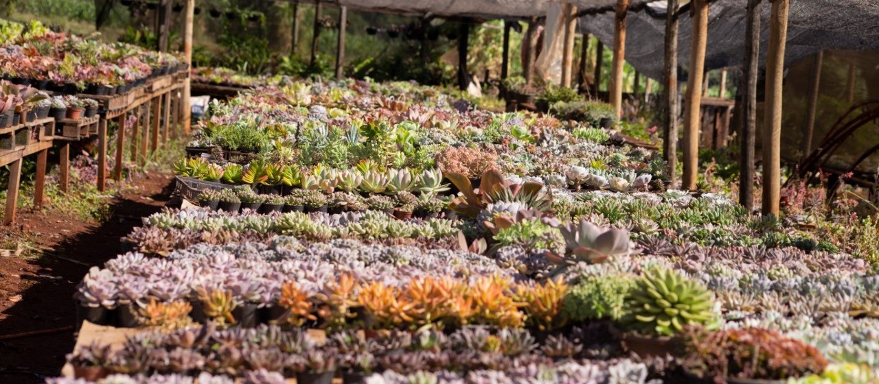 Marialva é líder em produção de flores no Paraná