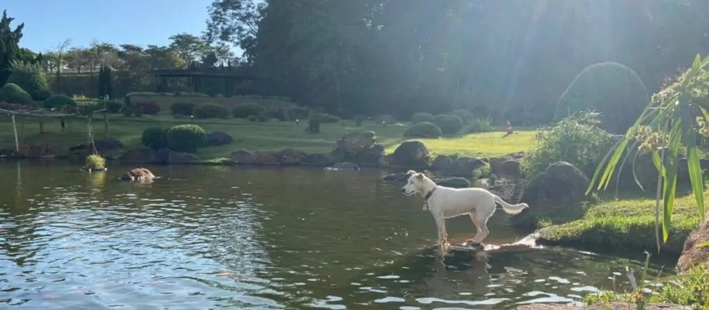 Saiba como está Amora, a cachorrinha que virou ‘guardiã’ do Parque do Japão