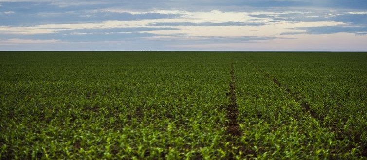 Estudo comprova a eficiência do plantio direto comparado ao convencional