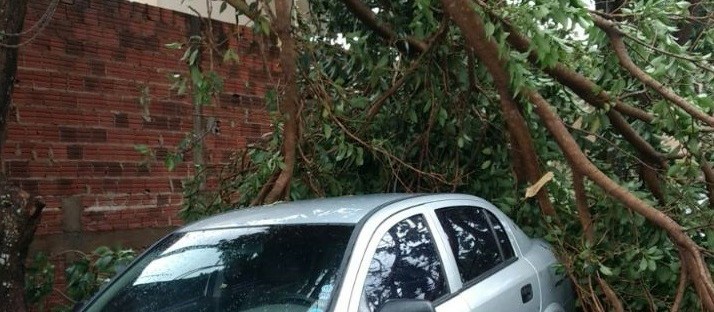 Chuva rápida derruba quatro árvores em Maringá