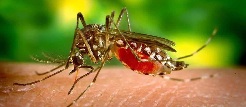 Maringá investiga 29 casos de dengue em novo período epidemiológico, que começou neste mês