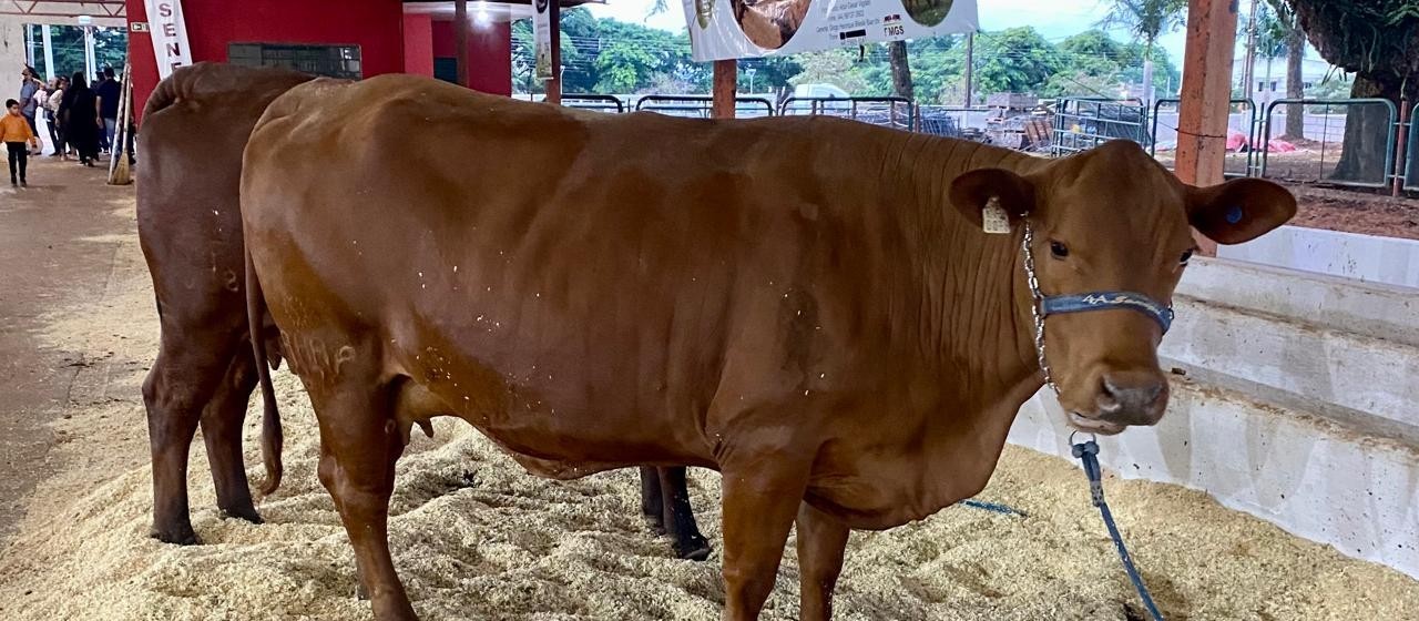 Animais da raça Senepol atraem compradores na Expoingá