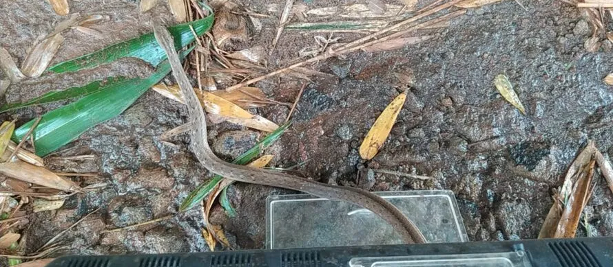 Trabalhadores encontram cobra venenosa durante serviço de limpeza e roçada, no Paraná;