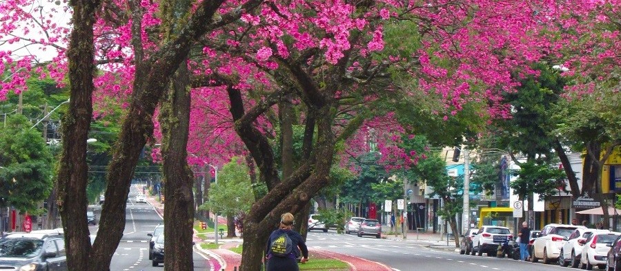 Primavera inicia em onda de calor mas previsão é de chuva para estação