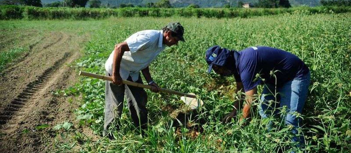 Dois terços do alimento em nossa mesa vêm da produção familiar