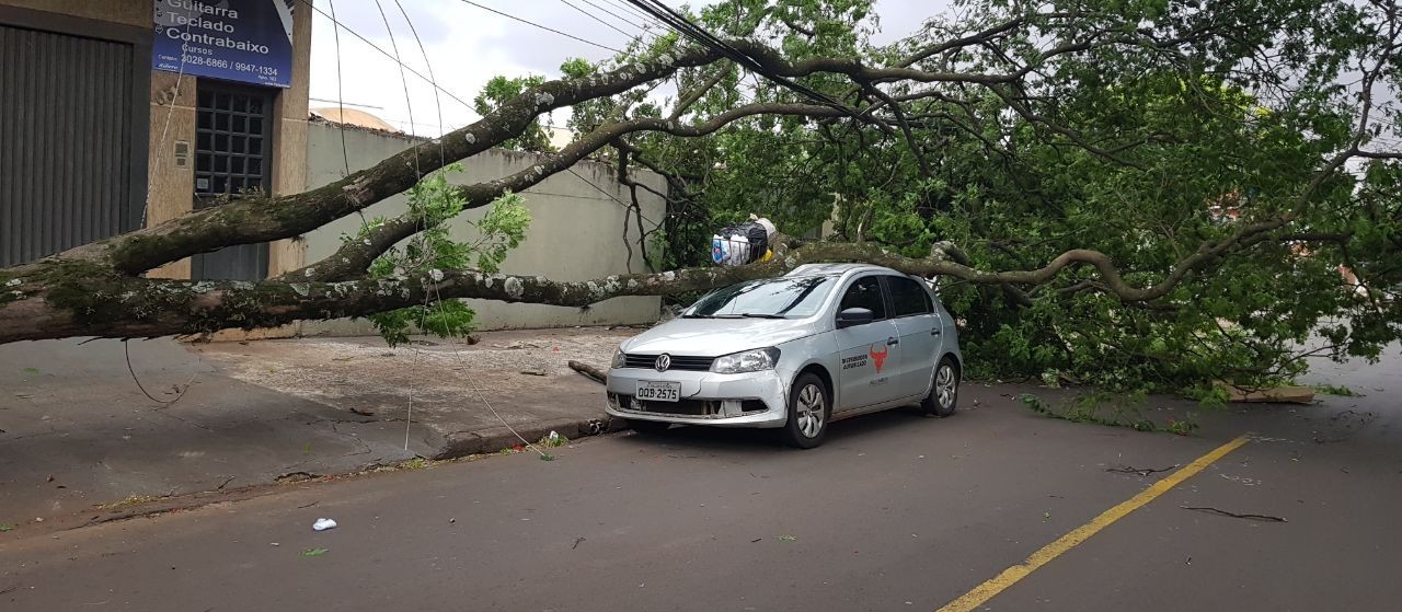 Chuva derruba 37 árvores em Maringá