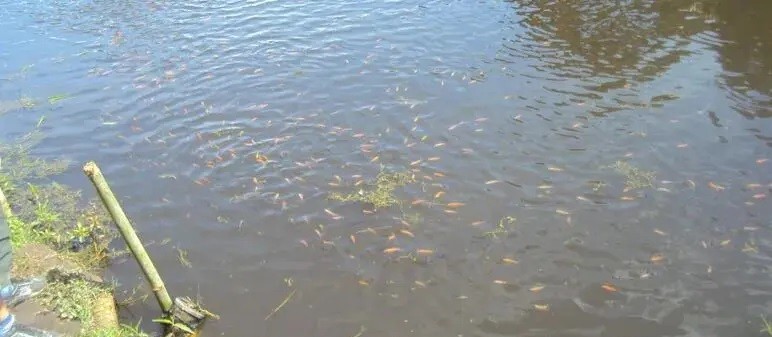 Cerca de 500 quilos de peixes são furtados de represa na região