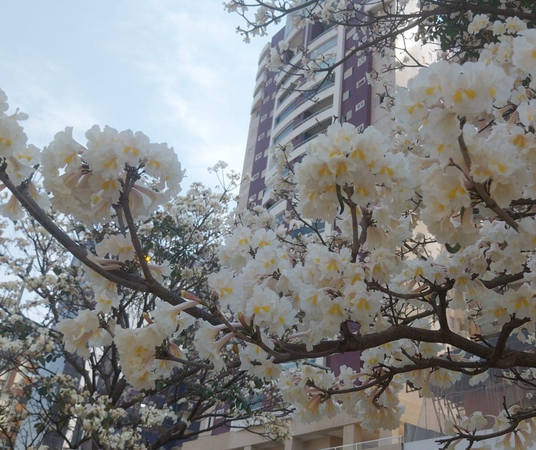 Não perca: florada dos ipês brancos dura apenas quatro dias