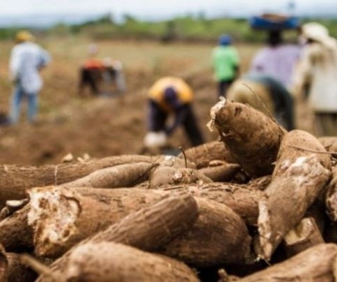 3ª Feira Internacional da Mandioca é realizada em Paranavaí