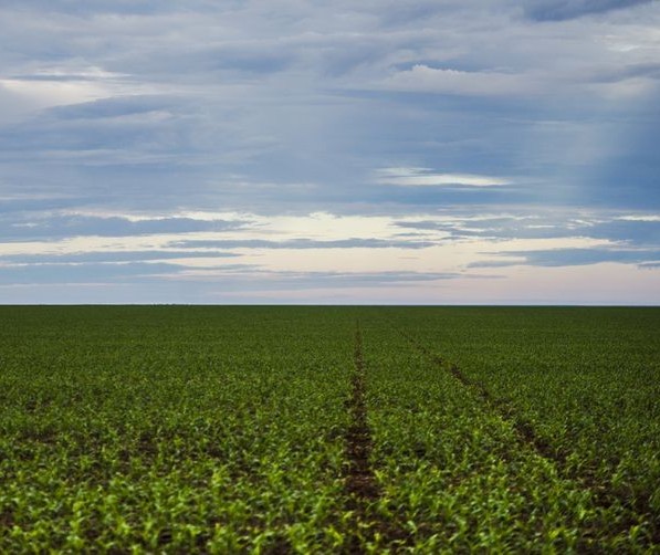 Brasil deverá ter produção recorde de grãos na safra 2019/2020