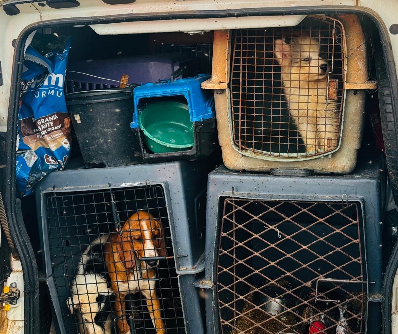 Maus-tratos: cães de raça e aves viajavam em condições precárias 