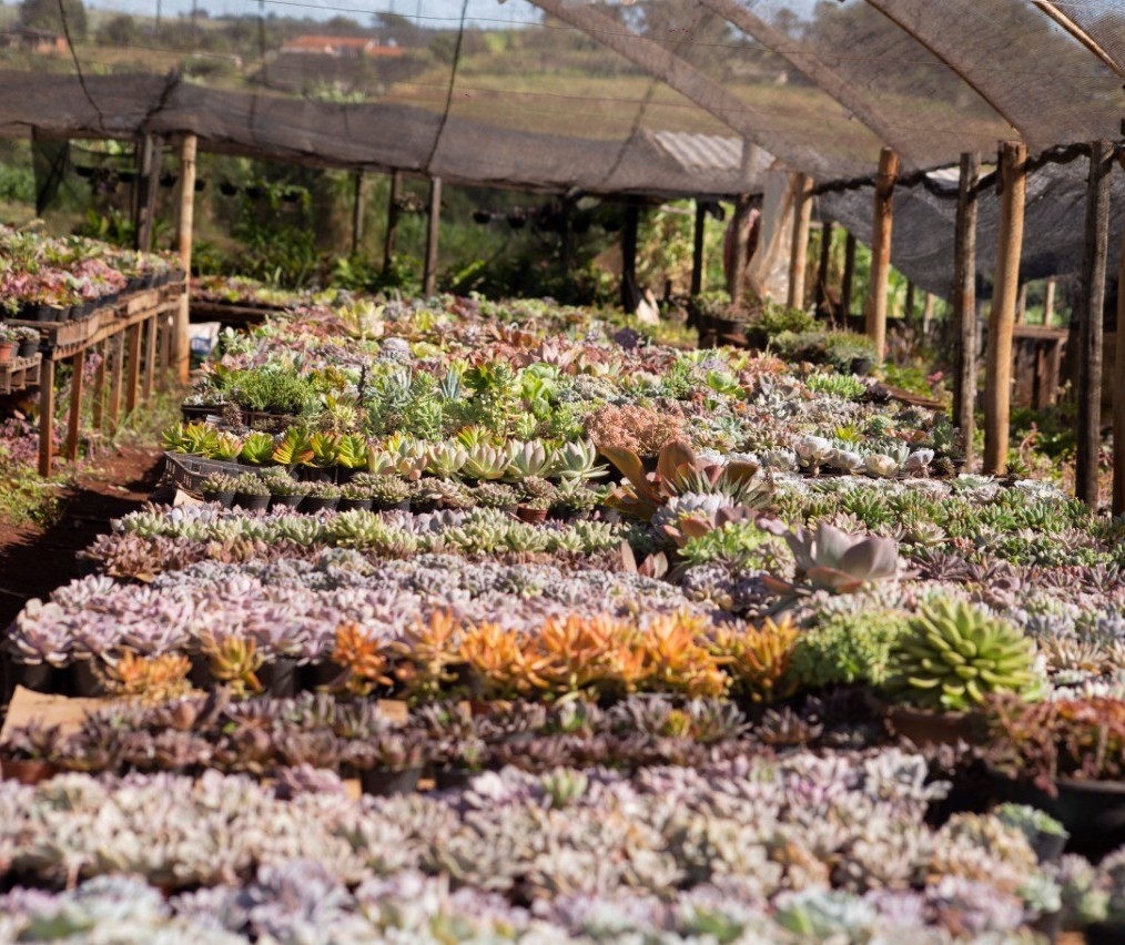 Marialva é líder em produção de flores no Paraná