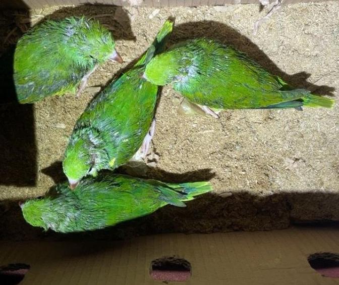 Suspeito é preso por capturar filhotes de aves em ninhos para vender