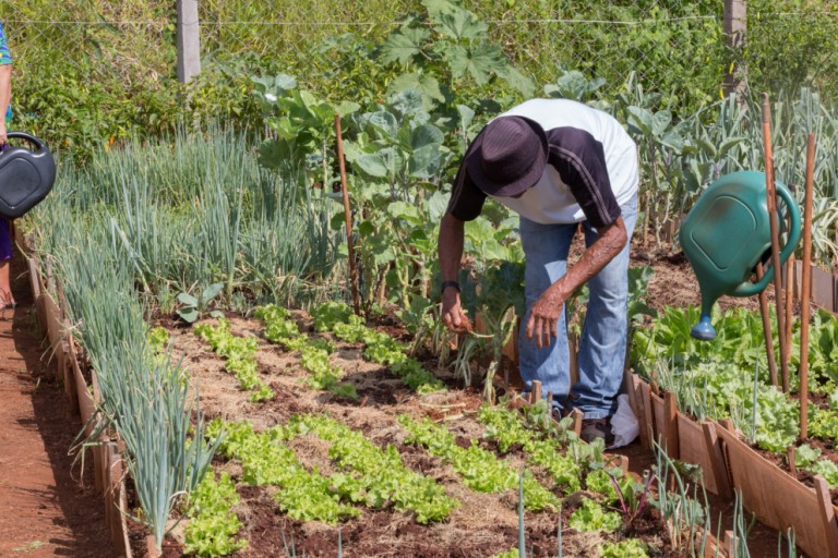 Maringá tem mais de 110 mil m² de hortas comunitárias