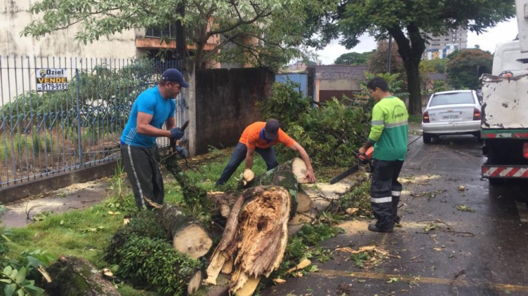 Moradores poderão pagar por corte e poda de árvores