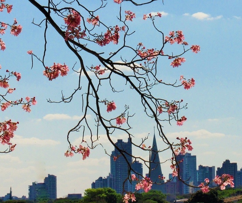 Com tempo estável, Maringá deve ter máxima de 30º C nesta quinta-feira (20)