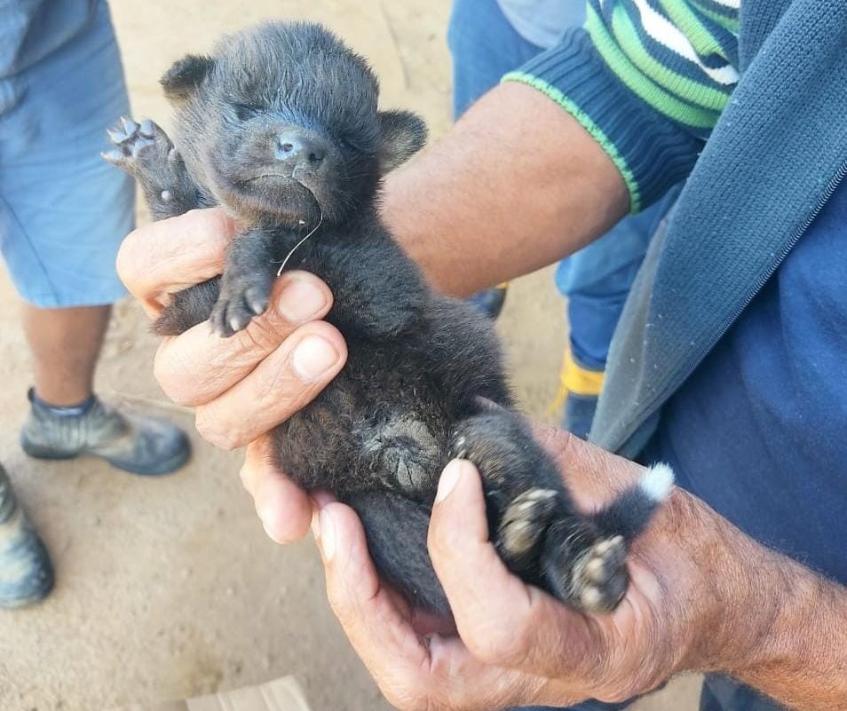 Filhotes de lobo-guará são resgatados em plantação pouco antes da colheitadeira passar