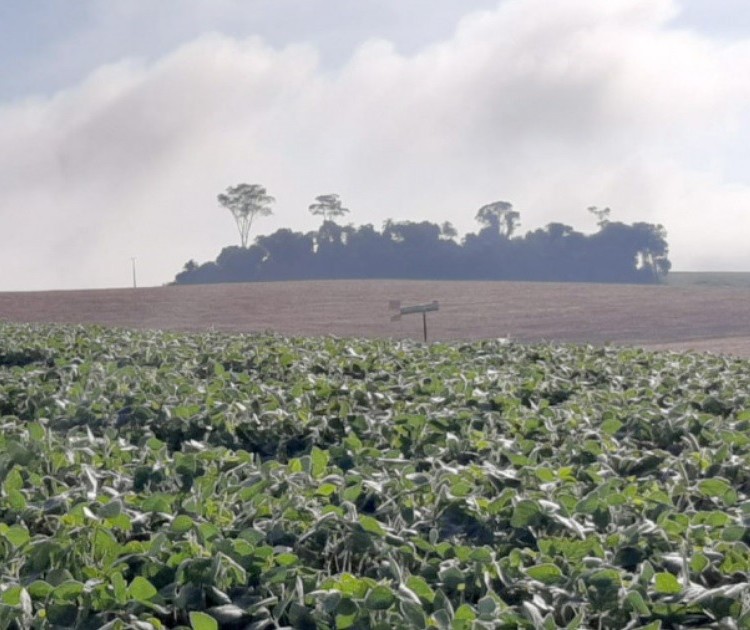 Alerta Ferrugem começa em propriedades do Paraná