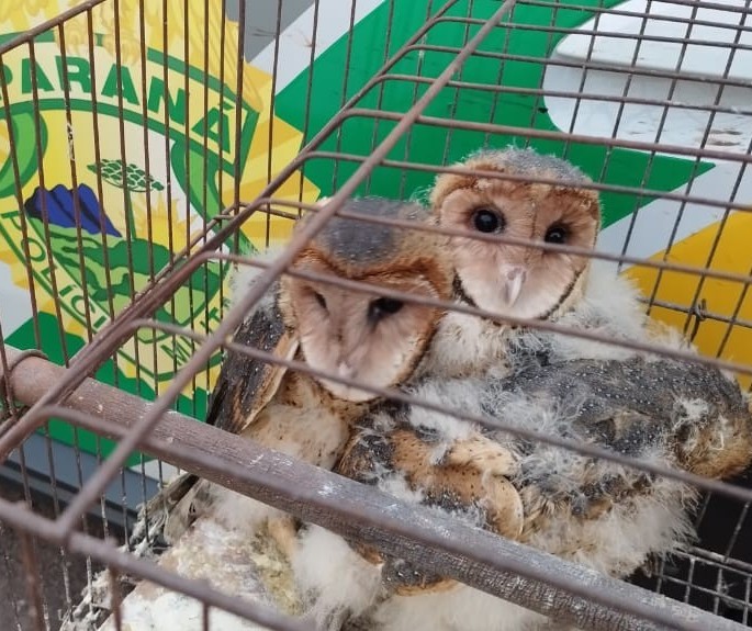 Polícia Ambiental resgata três corujas-das-torres em Cruzeiro do Oeste