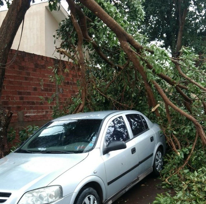 Chuva rápida derruba quatro árvores em Maringá