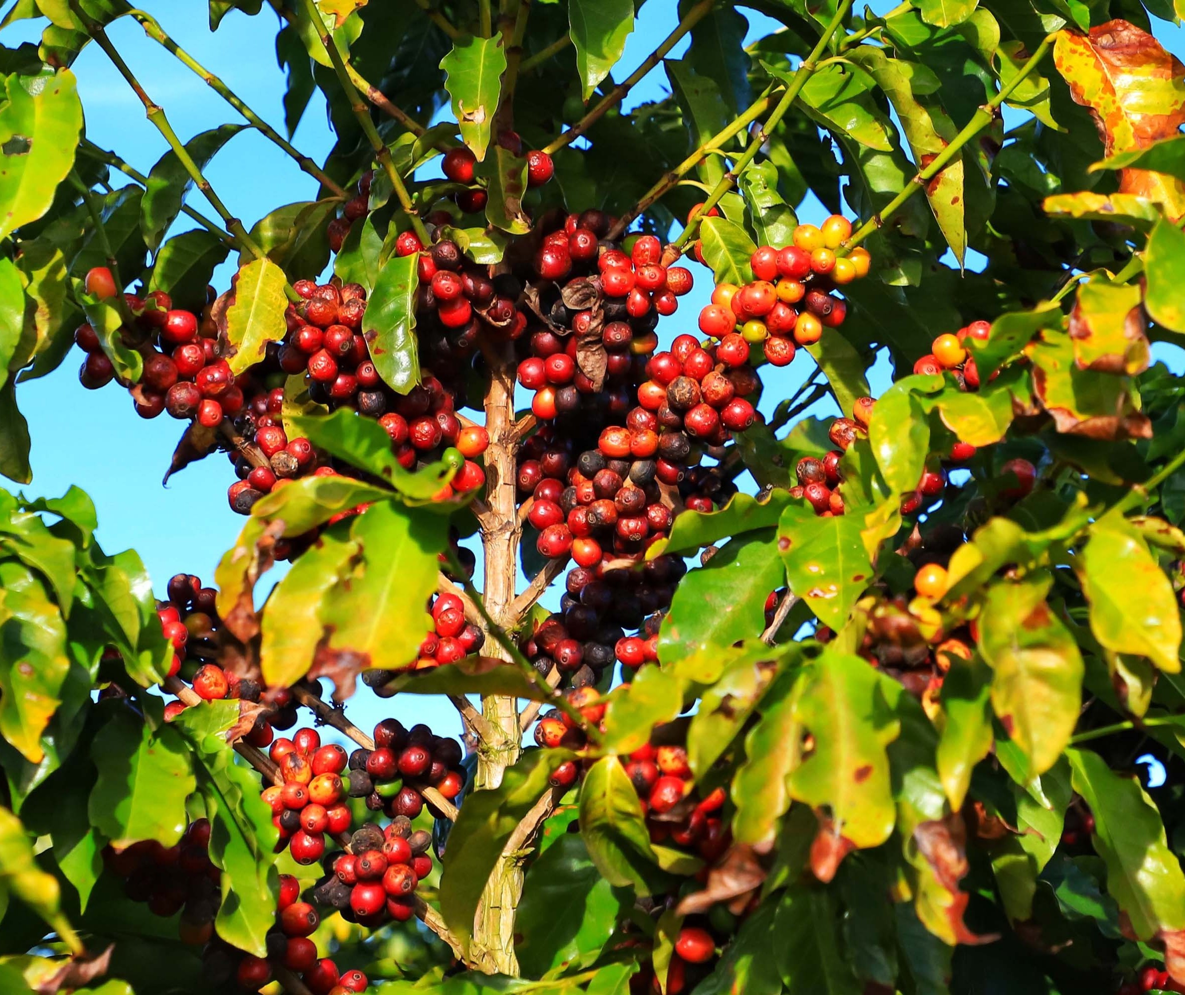 Café é produção familiar, uma relação de qualidade de ambiente e pessoas