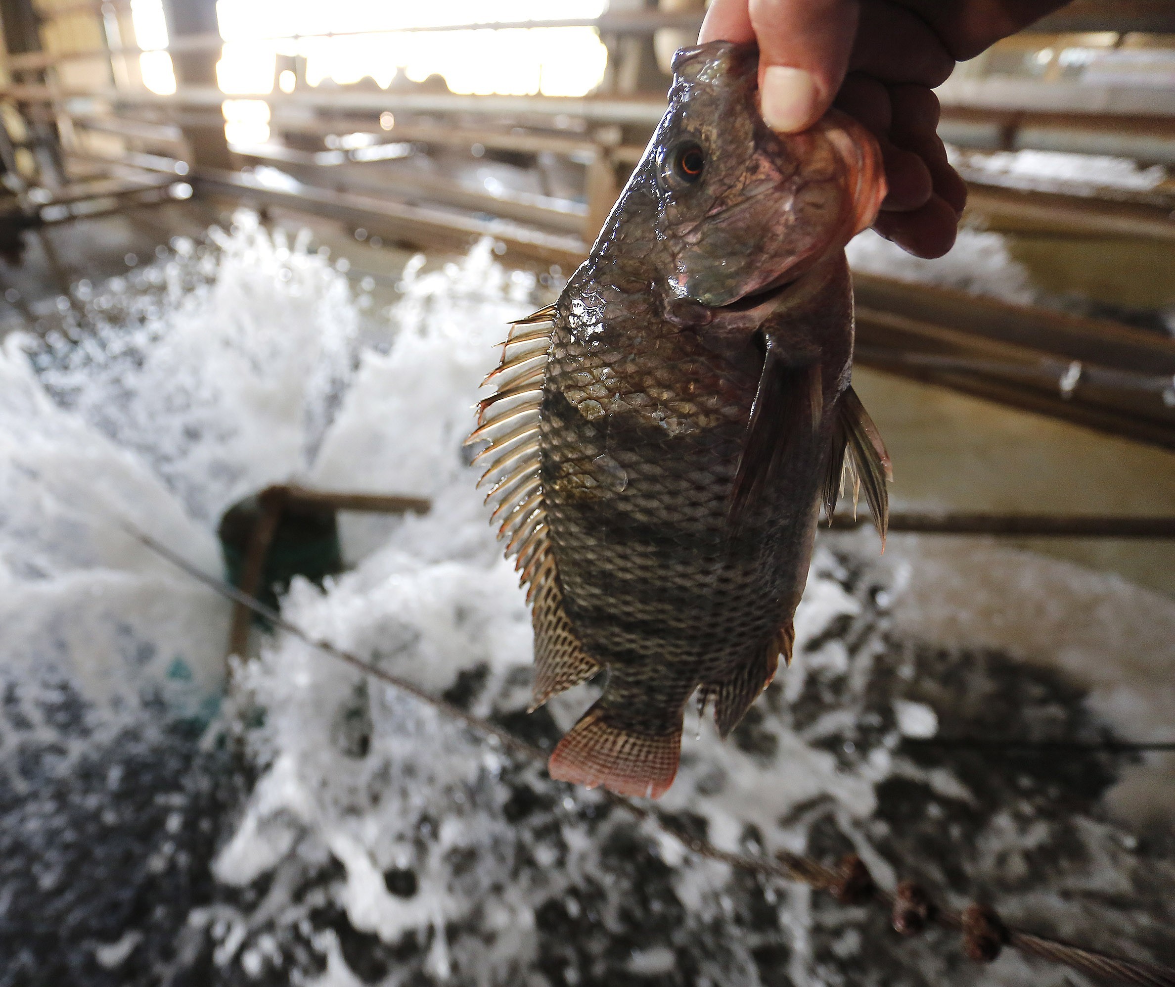 Peixe é o futuro e o Paraná é o maior produtor