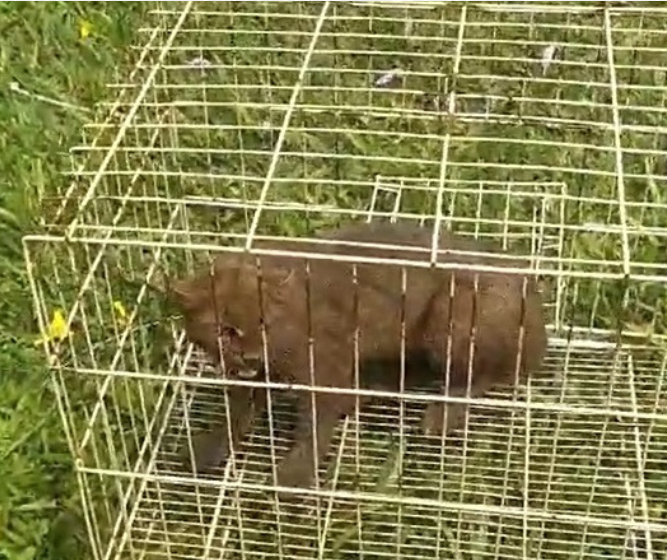 Gato-mourisco resgatado em galinheiro é devolvido à natureza