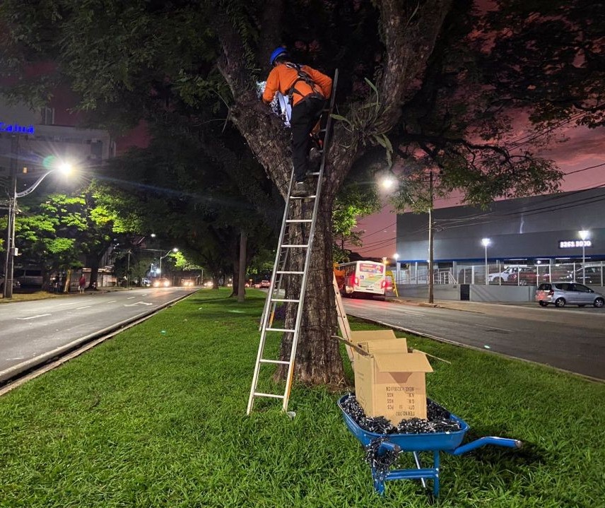 Começa a instalação da decoração da Maringá Encantada