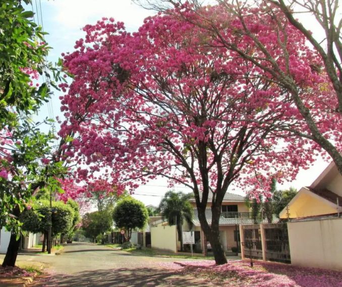 Veja como fica o tempo no Paraná e em Maringá neste domingo