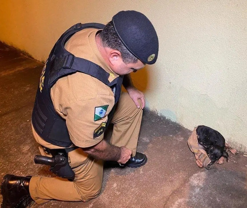 Ferido, filhote de cachorro é encontrado dentro de saco de lixo