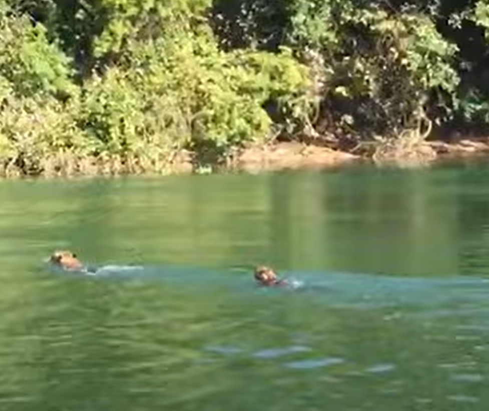 Pescadores flagram três onças-pintadas nadando no Rio Paraná, em Porto Rico; vídeo 