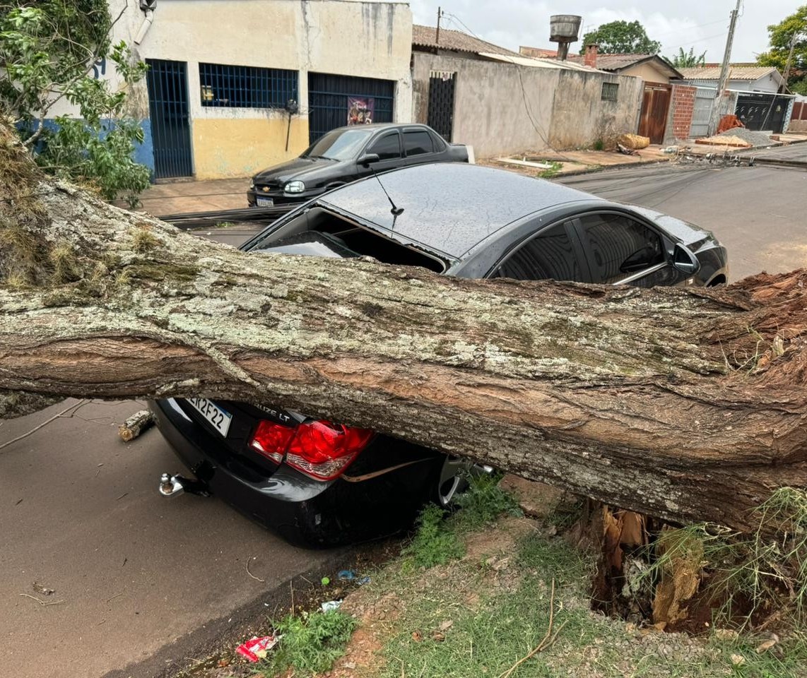 Árvore de grande porte cai sobre carro