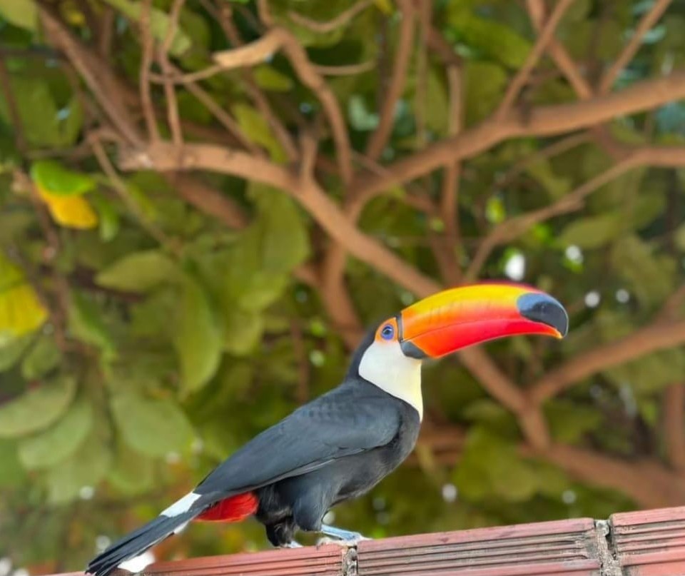 Tucano vira “mascote” de cidade da região